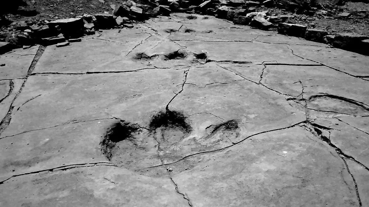 1. Fósiles y huellas de dinosaurio del Cretácico Tardío con una antigüedad de 72 millones de años. Foto INAH-Sonora.